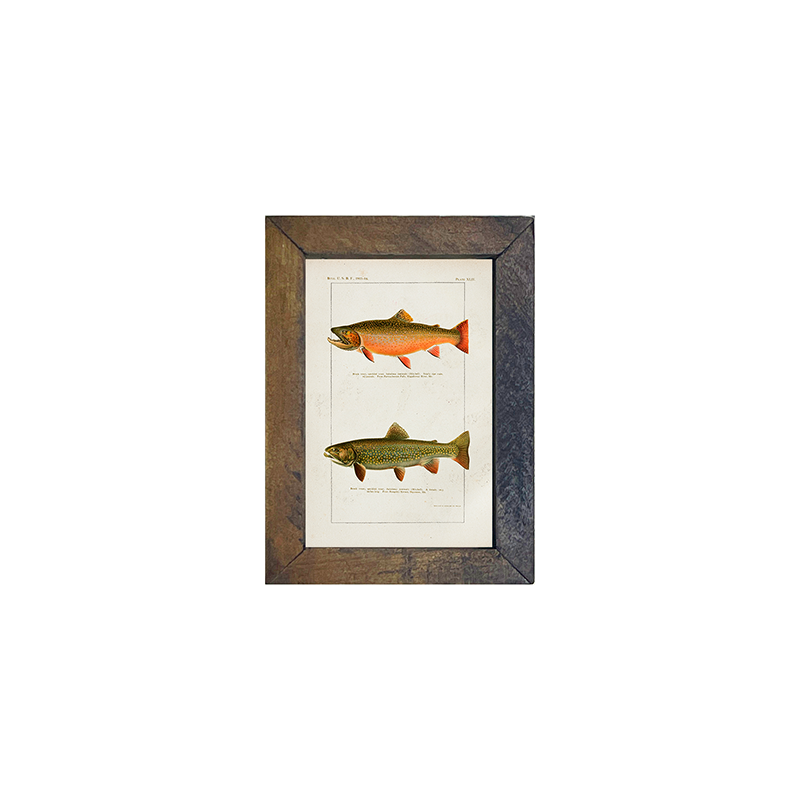 Fish-Trout
