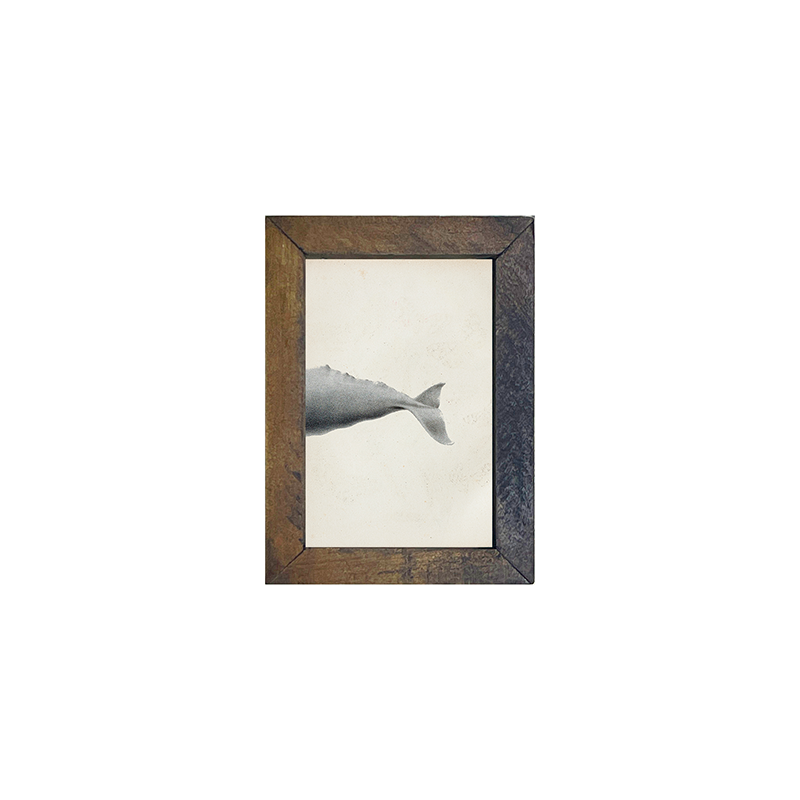 Fish-Whale tail