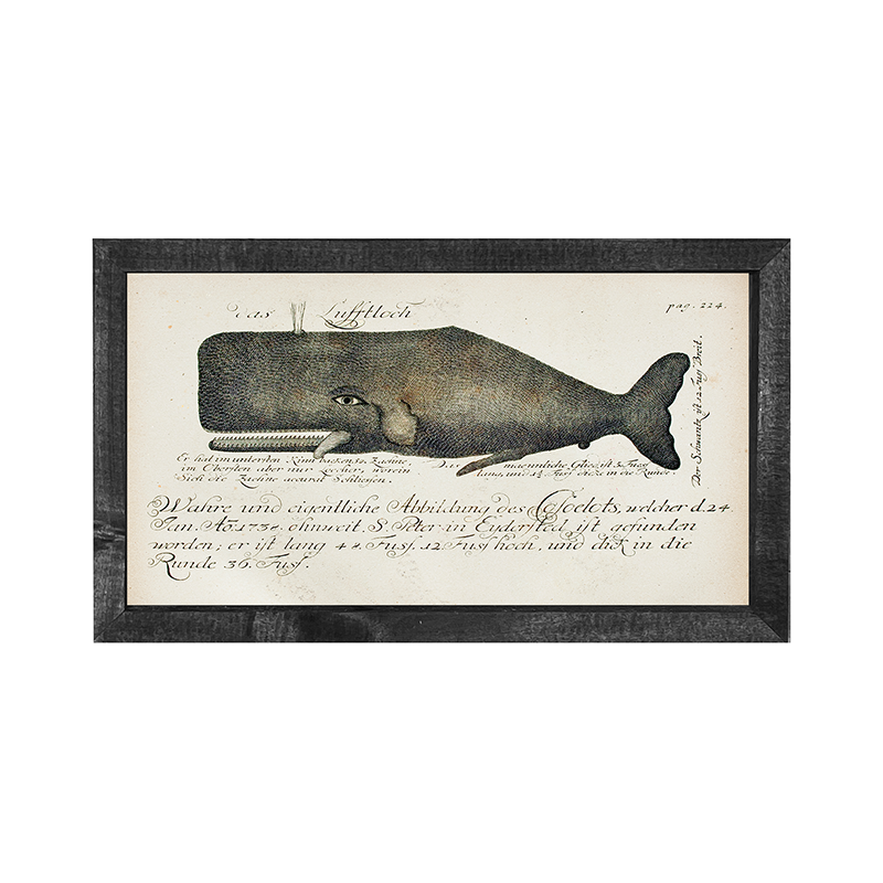 Fish-Whale illustration