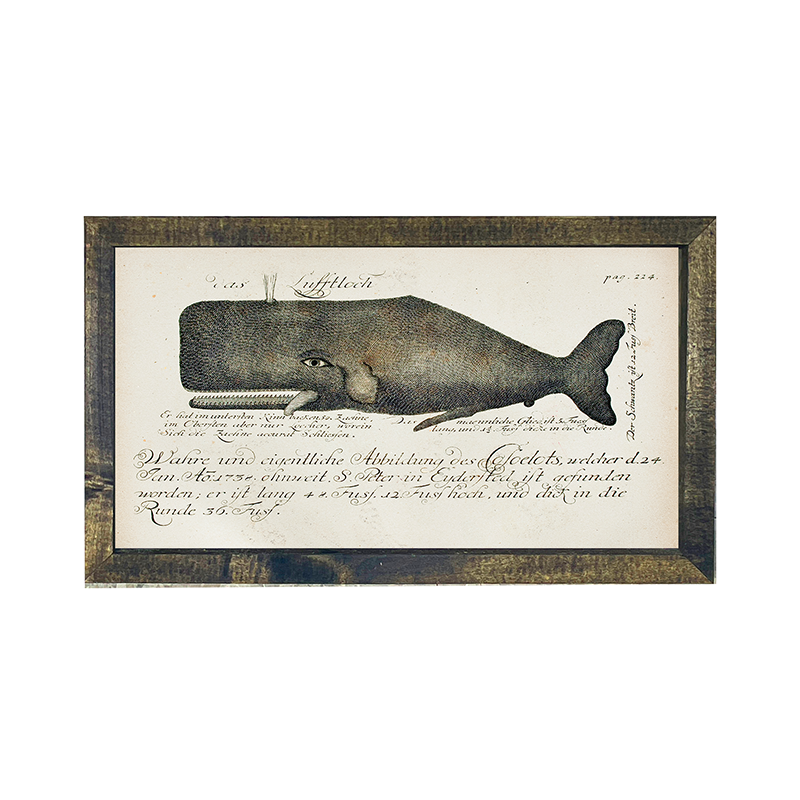 Fish-Whale illustration