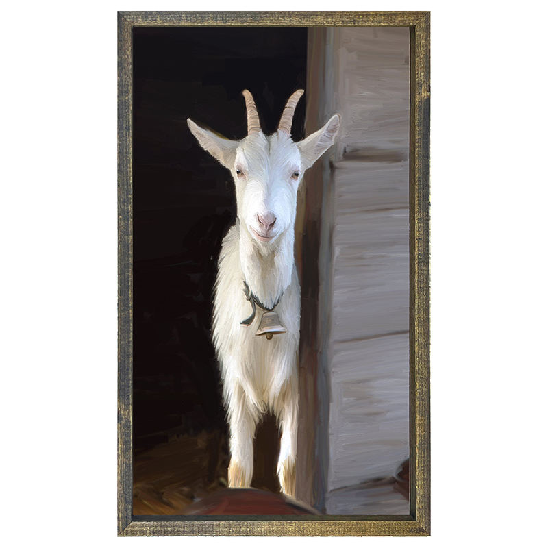 White horned goat
