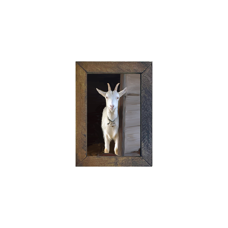 White horned goat