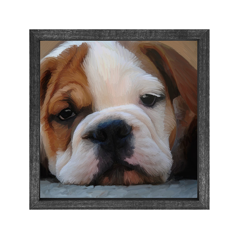 Bulldog puppy