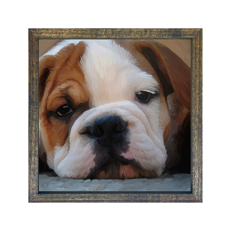 Bulldog puppy