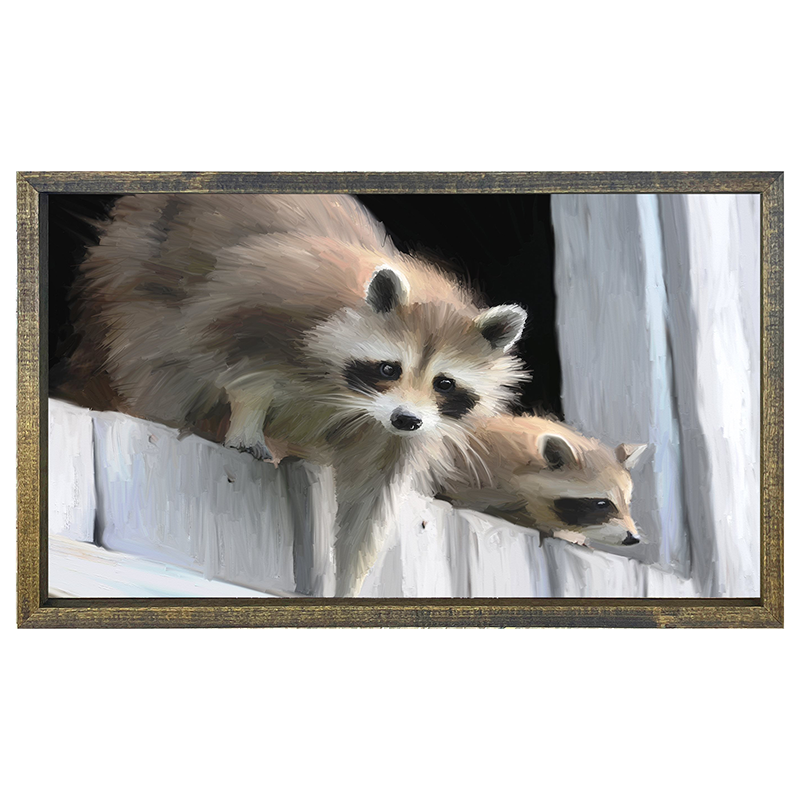 Raccoons horizontal