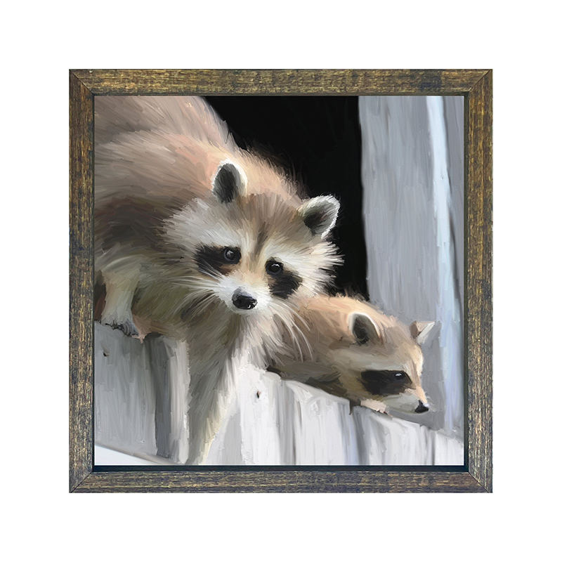 Raccoons