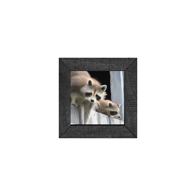 Raccoons