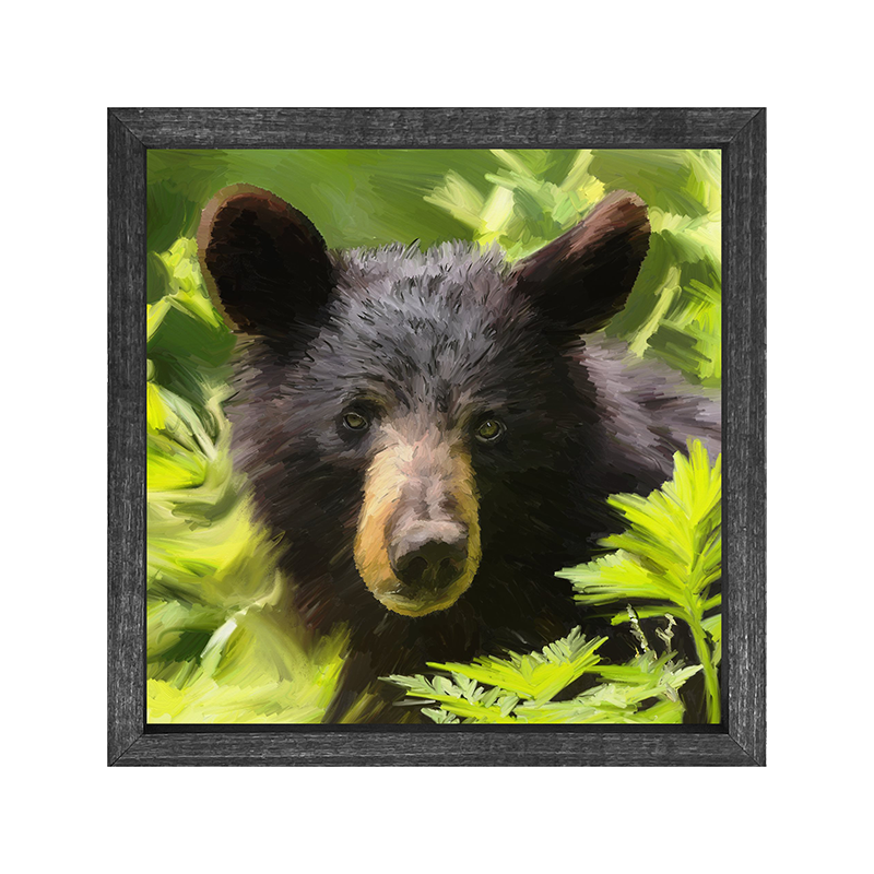 Black Bear cub