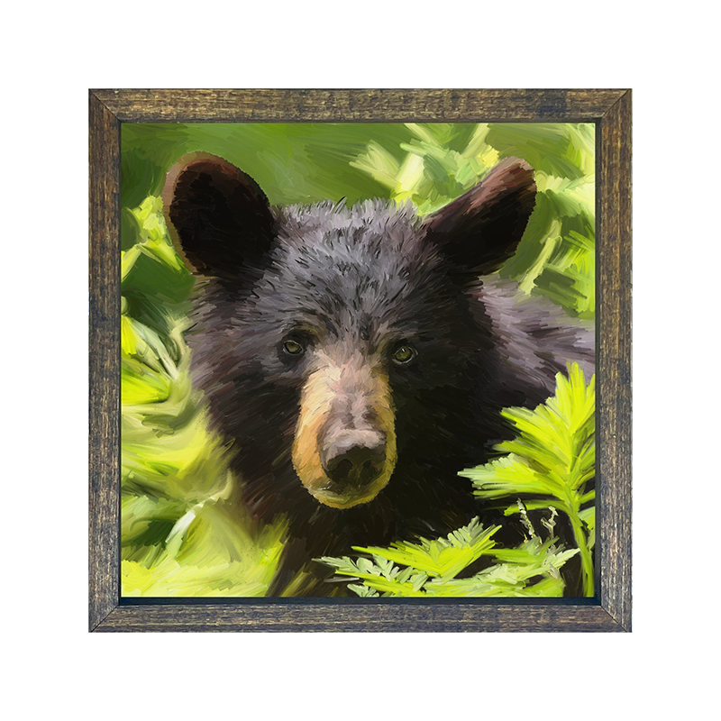 Black Bear cub