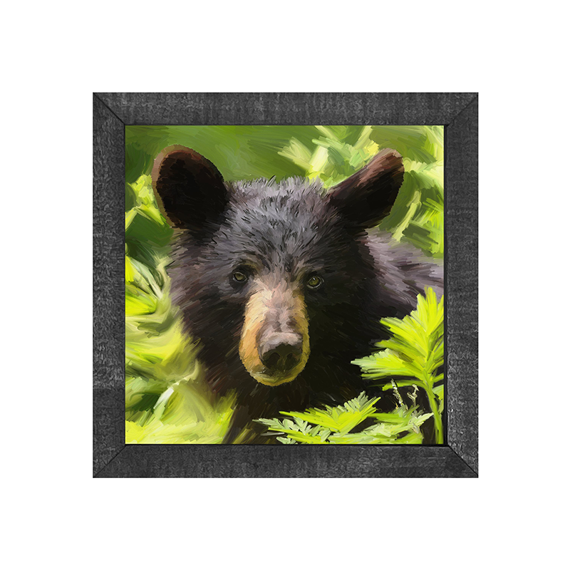 Black Bear cub