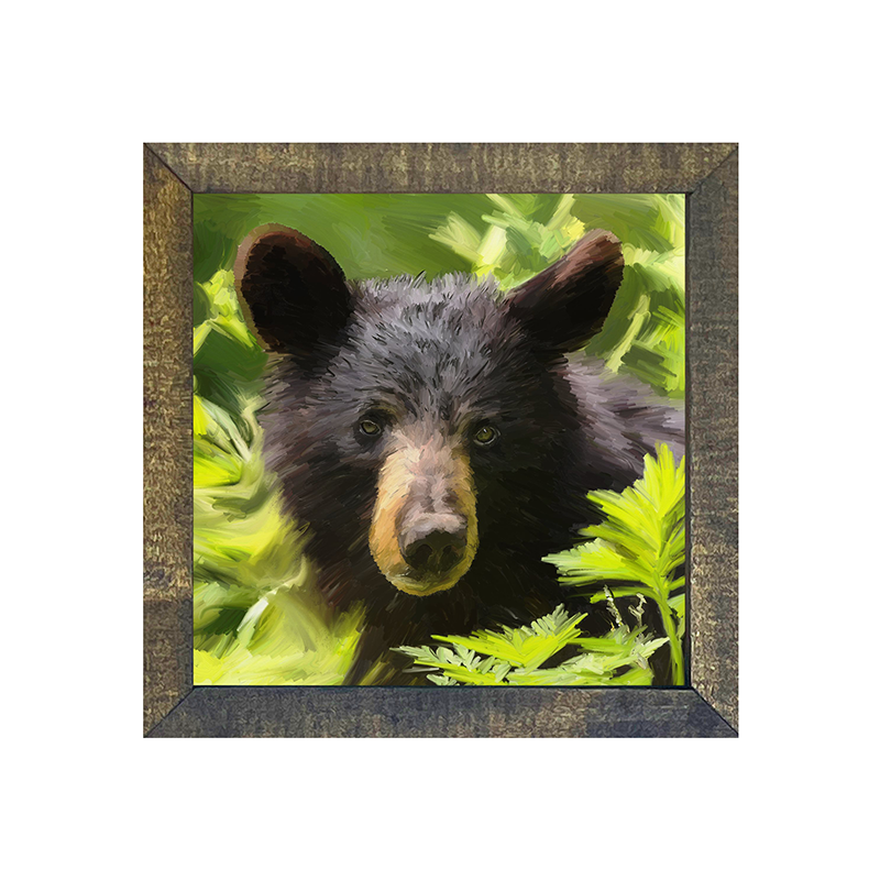 Black Bear cub