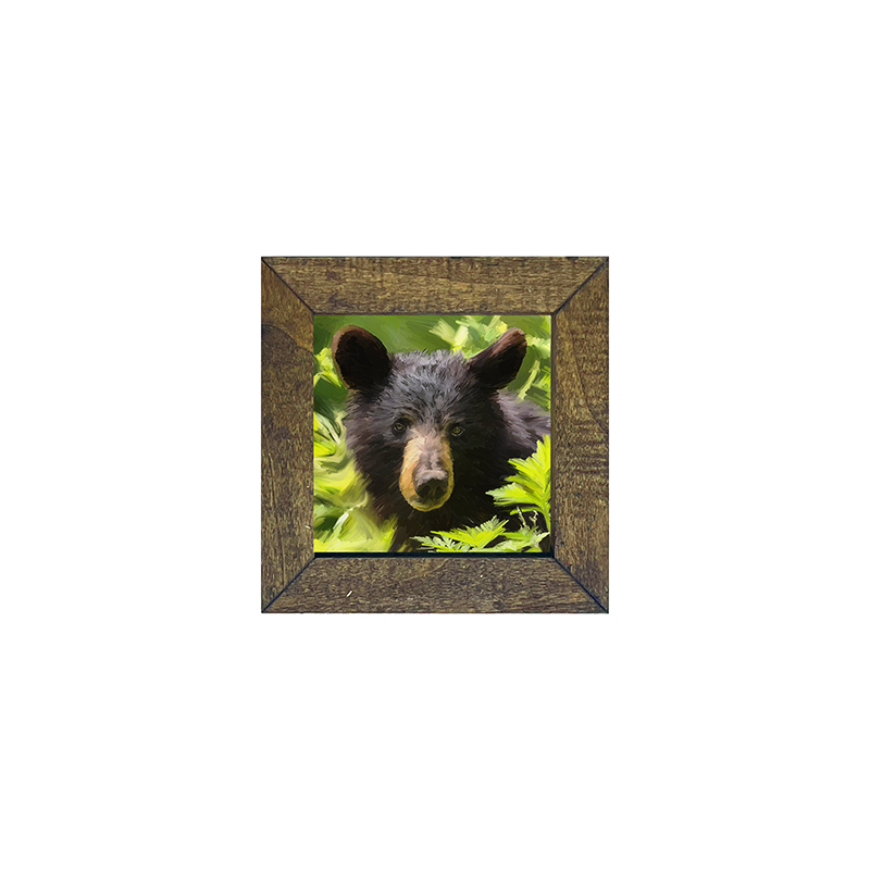 Black Bear cub