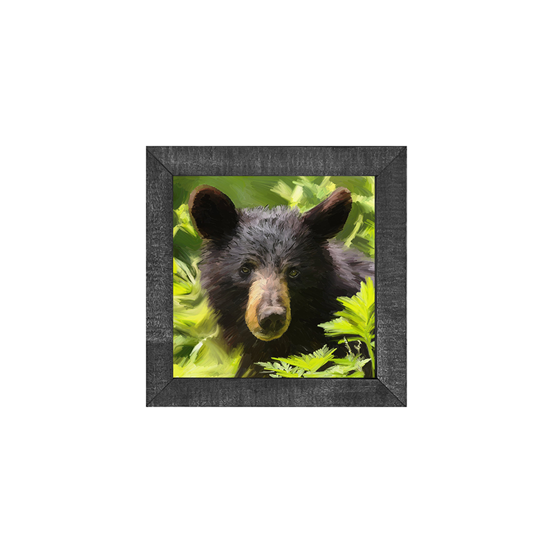 Black Bear cub