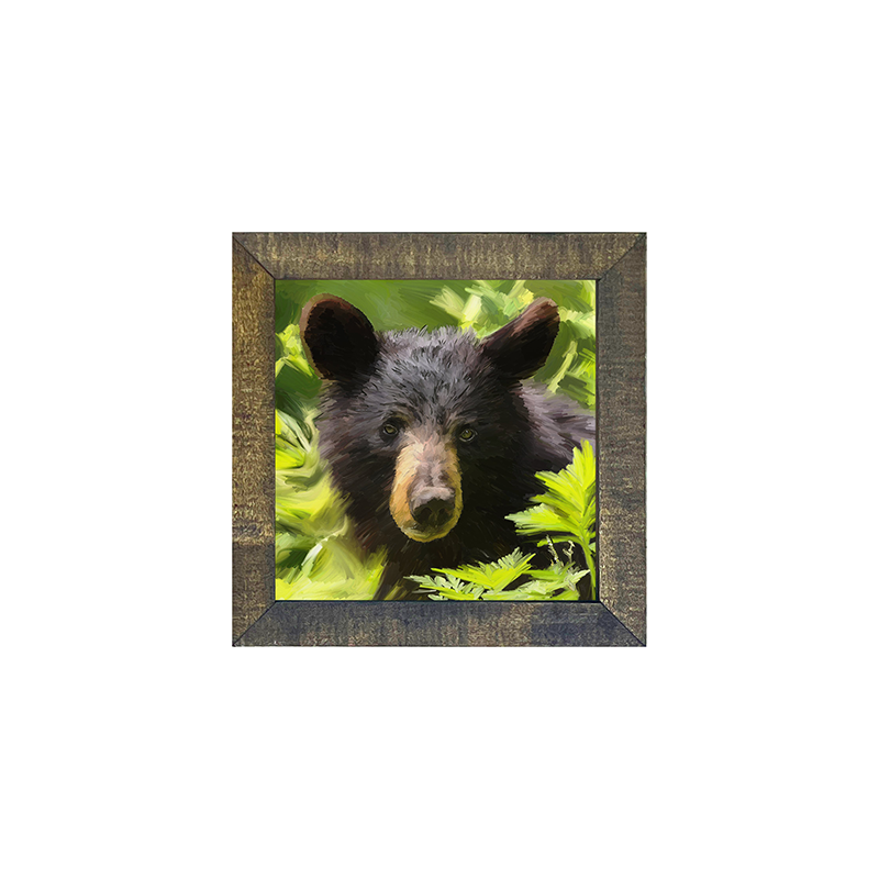 Black Bear cub