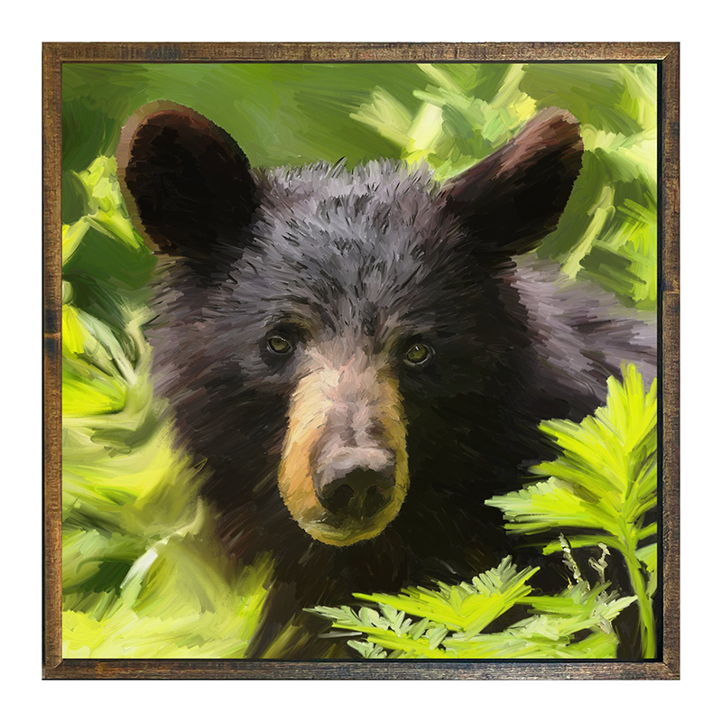Black Bear cub