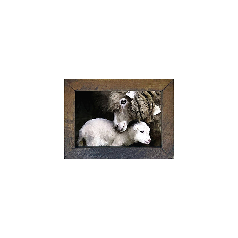 Newborn sheep H