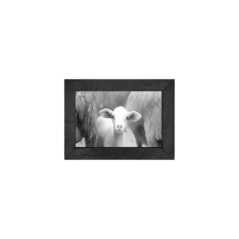Baby Lamb