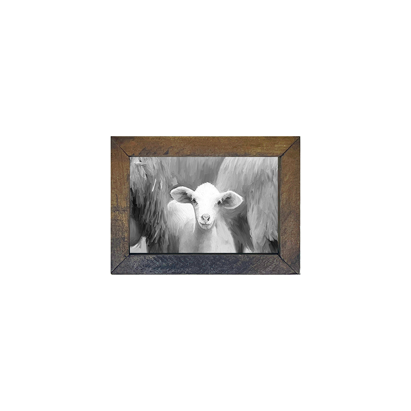 Baby Lamb