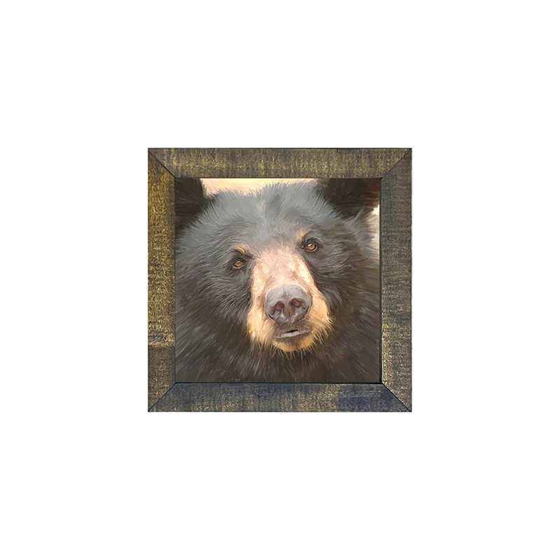 Black Bear