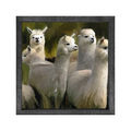 Gallery Frame