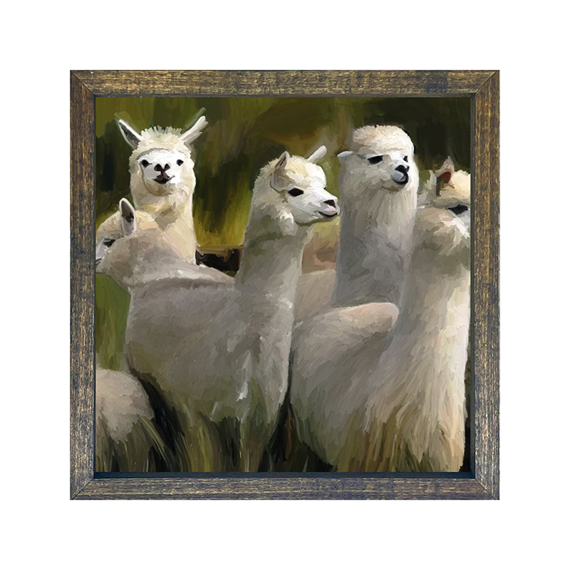Alpacas