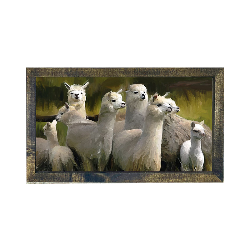 Alpacas -Horizontal