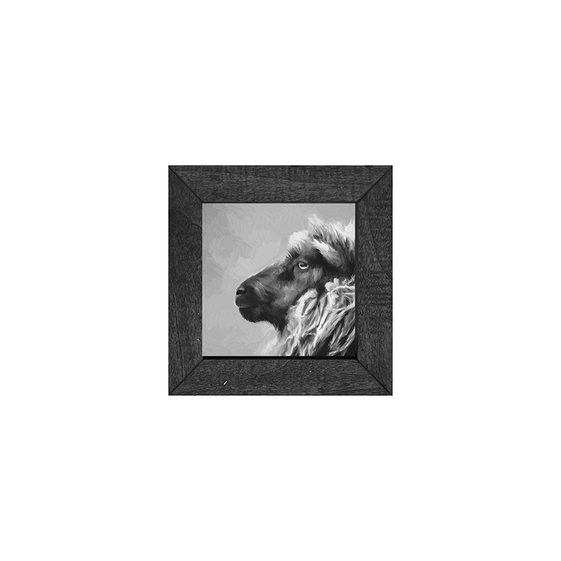 BW sheep