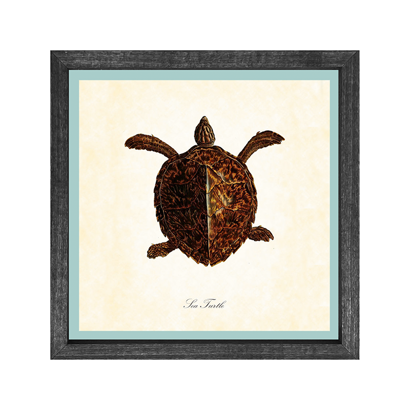 Turtle