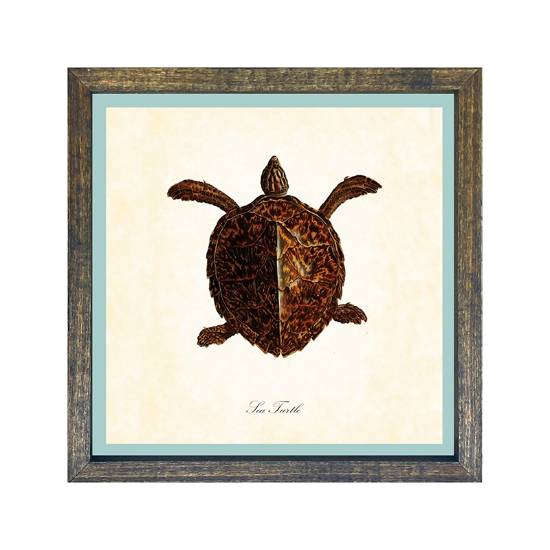 Turtle