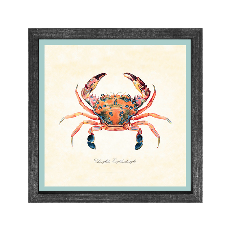 Crab - Colorful