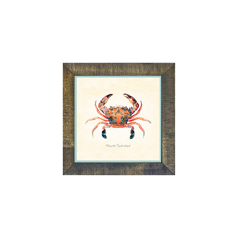 Crab - Colorful