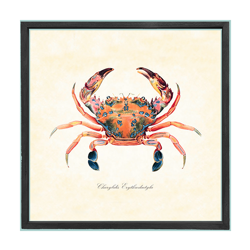 Crab - Colorful