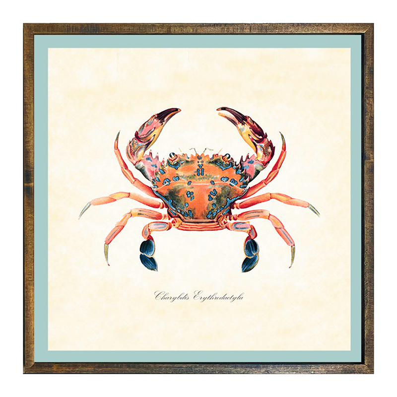 Crab - Colorful