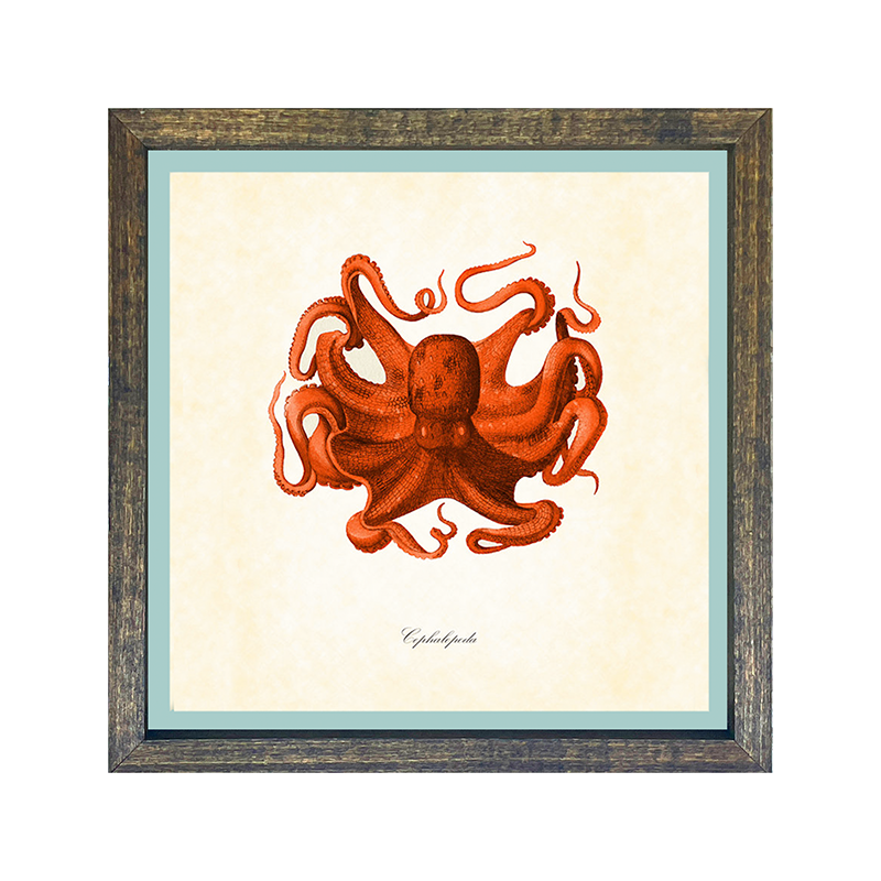 Octopus