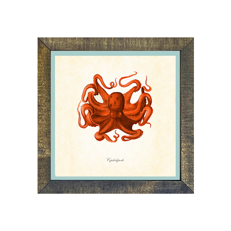 Octopus