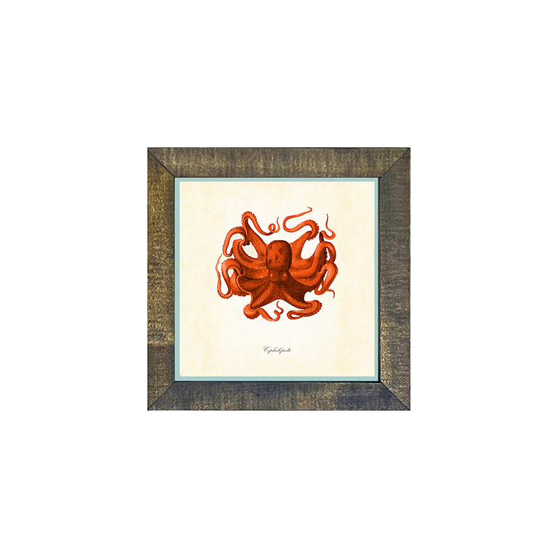 Octopus