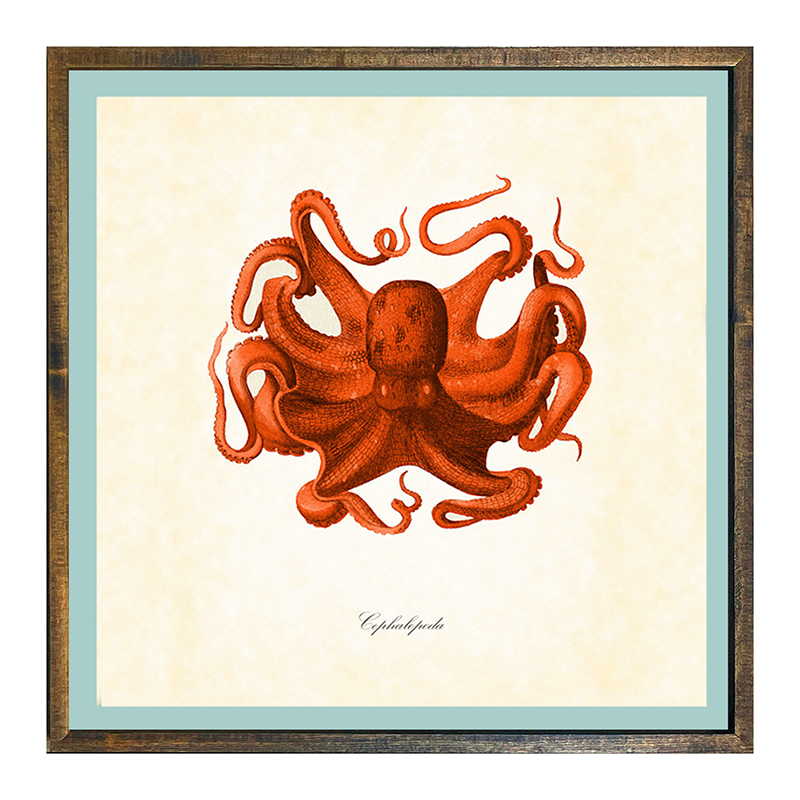 Octopus