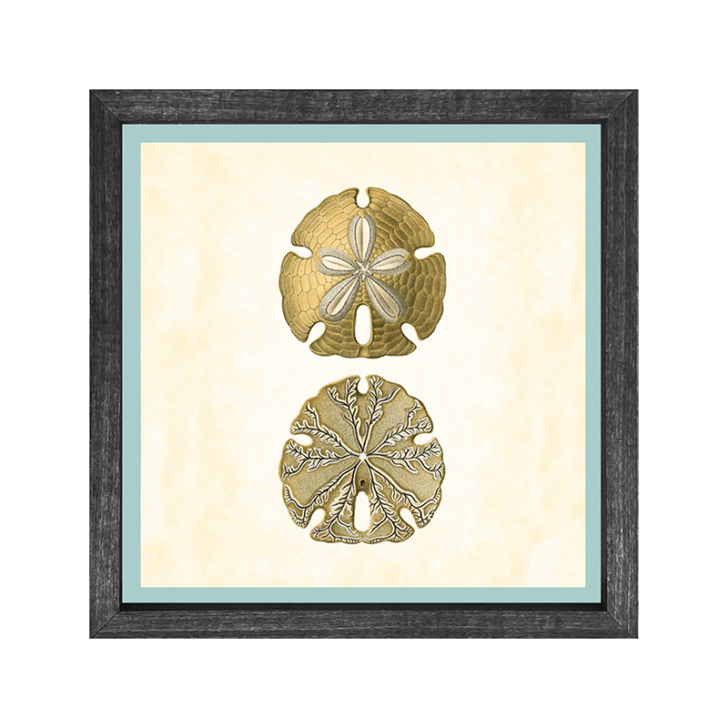 Sand Dollar