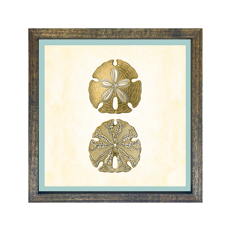 Sand Dollar