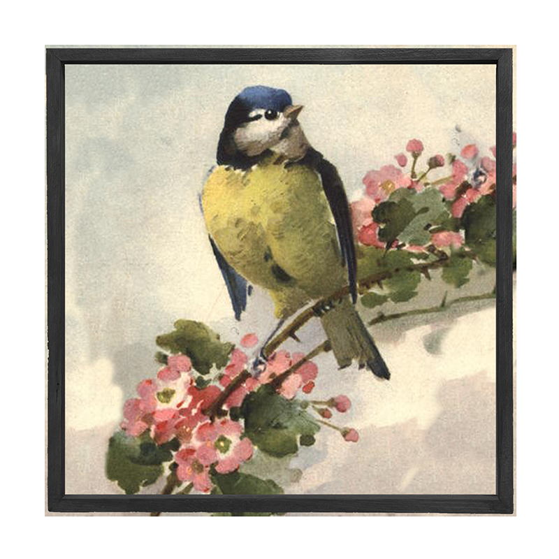 Blue Jay