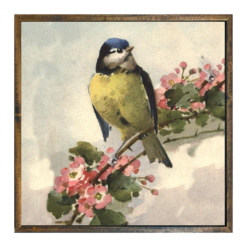 Blue Jay