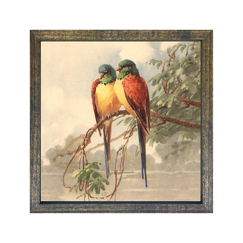parakeets