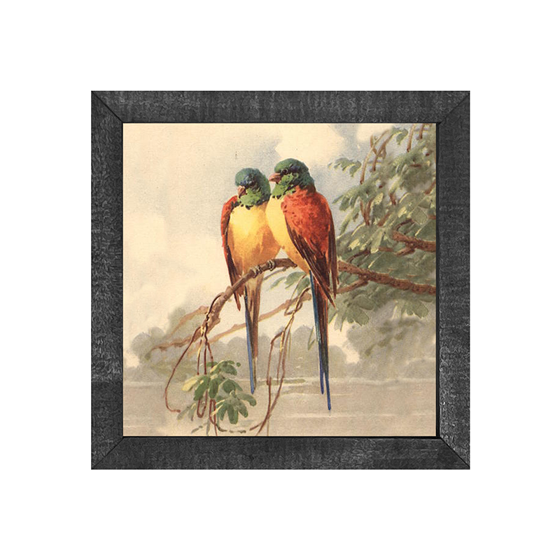 parakeets