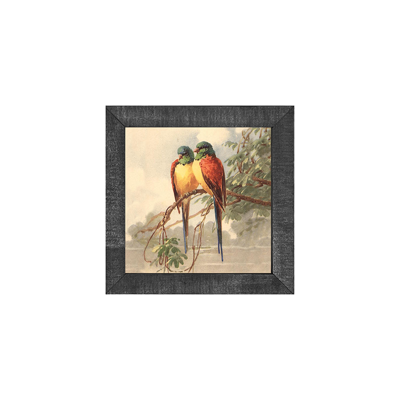 parakeets
