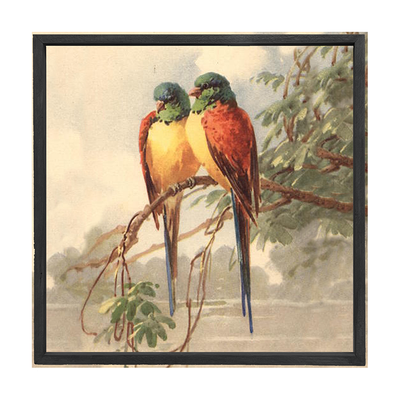 parakeets