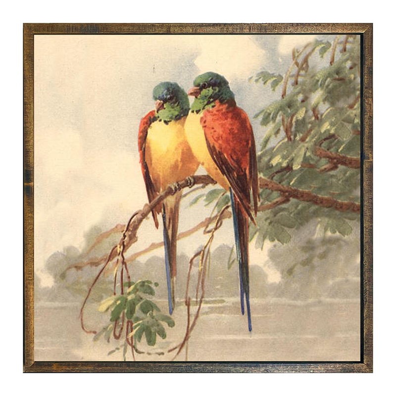 parakeets