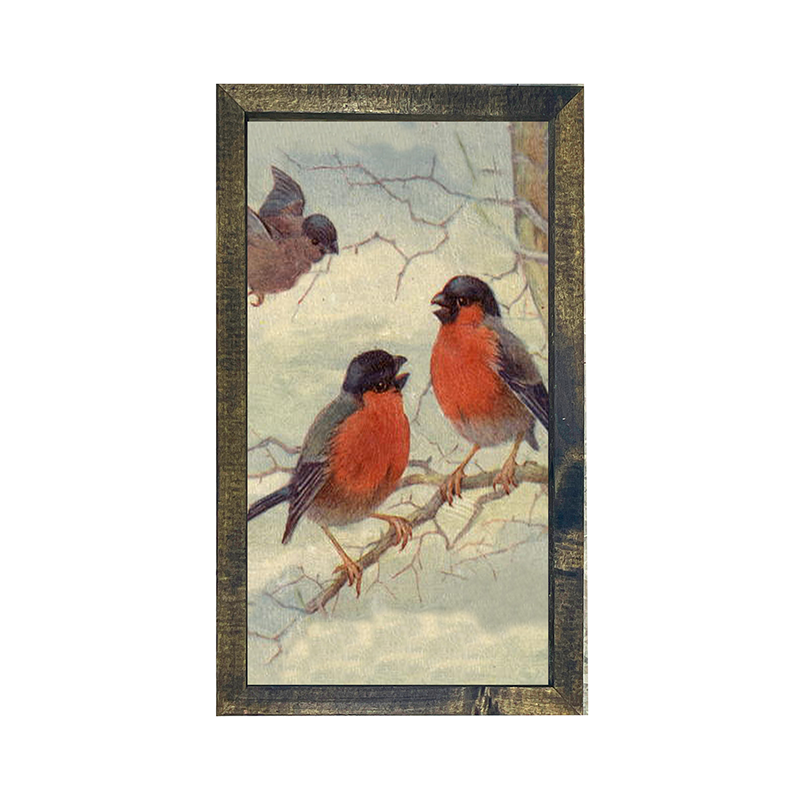 Robins Chirping