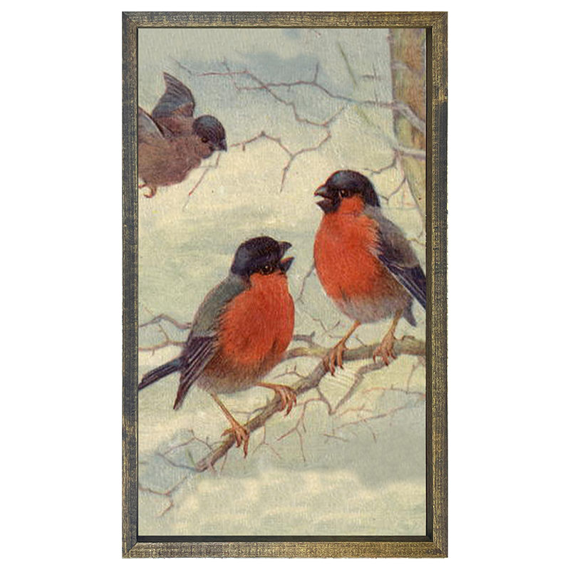 Robins Chirping