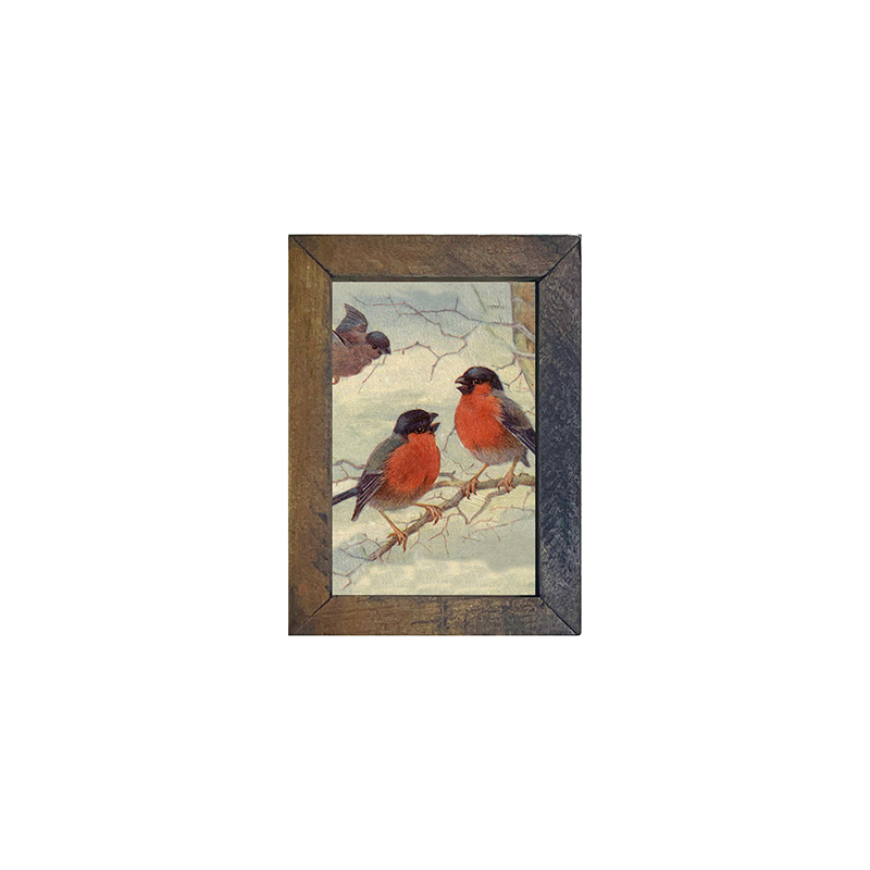 Robins Chirping