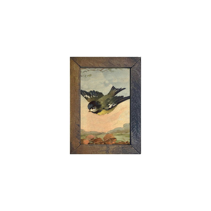 Flying Bluejay